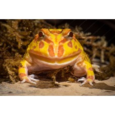 Rana Pacman Apricot - ceratophrys cranwelli